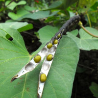 Beans mung seeds (Mash) / Vigna radiata