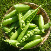 Pea seeds «Adagumsky»