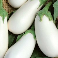 Насіння баклажану «Айсберг»