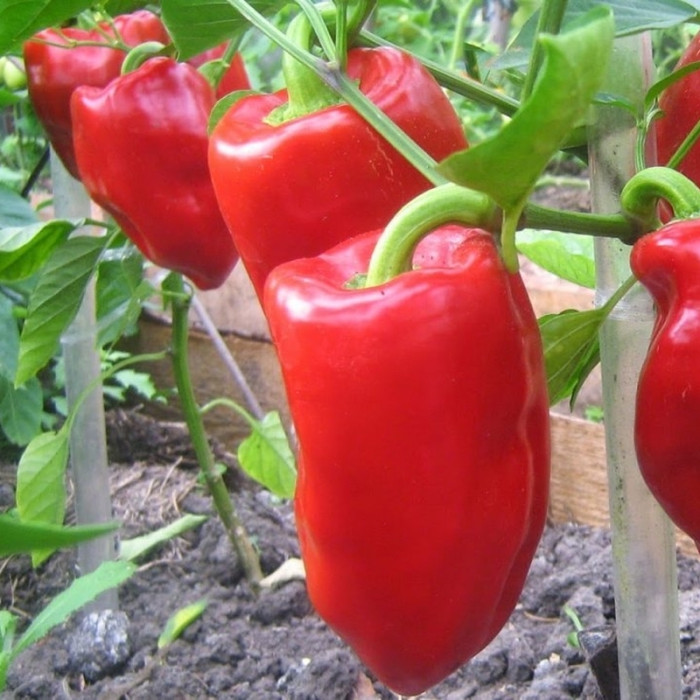 Sweet pepper seeds «Gift of Moldova»