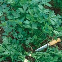 Parsley seeds «Gigantella»