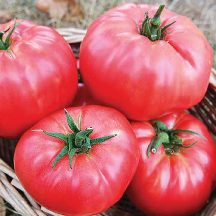 Насіння томату «Малинове Родео»