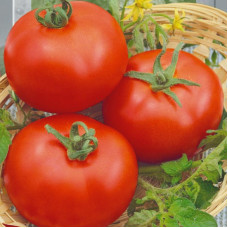 Tomato seeds «Flora» 