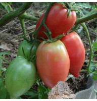 Tomato seeds «Red Koenigsberg»