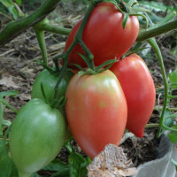 Tomato seeds «Red Koenigsberg»