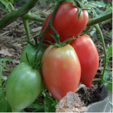 Tomato seeds «Red Koenigsberg»