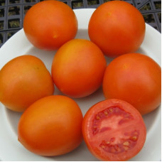 Насіння томату «Скеля»