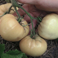 Tomato seeds «White Heart» 