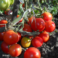 Семена томата «Золушка» F1