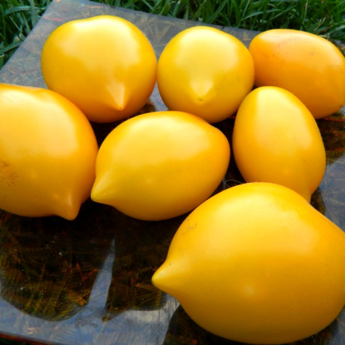 Tomato seeds «Citrus garden» 