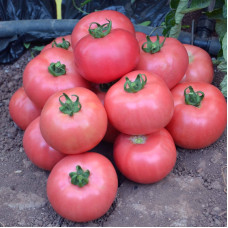 Tomato seeds «Volgograd pink» 