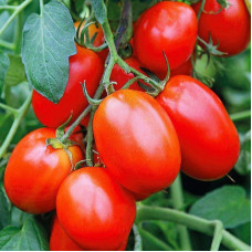 Насіння томату «Манжерок»
