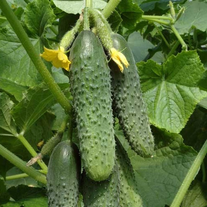 Cucumber seeds «Anubis»