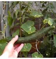 Cucumber seeds «Chinese snake»