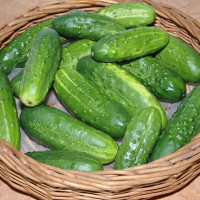 Насіння огірка «Ластівка» F1