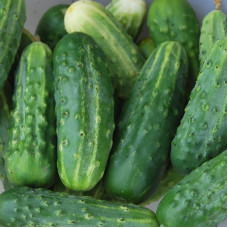 Cucumber seeds «Svoyak»
