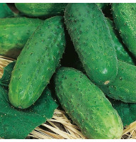 Cucumber seeds «Lyalyuk»