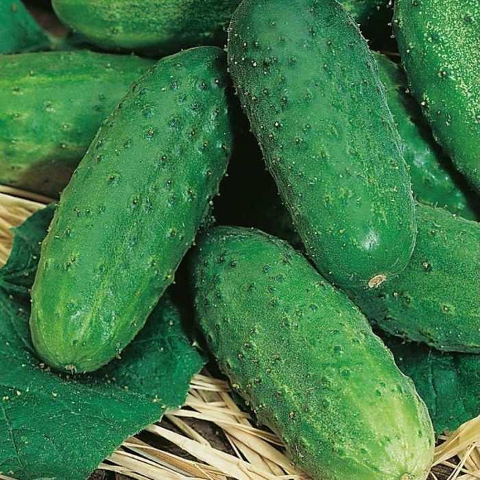 Cucumber seeds «Lyalyuk»
