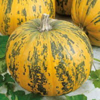 Pumpkin seeds «Vitamin»