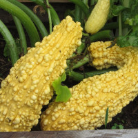 Семена тыквы «Крукнек»