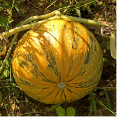 Pumpkin seeds «Mozoliivskyi»