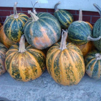 Pumpkin seeds «Lola»