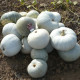 Pumpkin seeds «Gray Volga»
