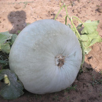 Pumpkin seeds «Gray Volga»