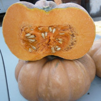 Насіння гарбуза «Мускат де Прованс»