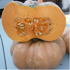 Pumpkin seeds «Muscat de Provence»