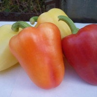 Sweet pepper seeds «Lyubasha»