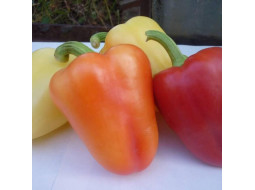 Sweet pepper seeds «Lyubasha»
