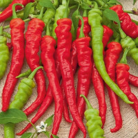 Hot pepper seeds «Red ram's horn»