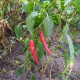 Hot pepper seeds «Red ram's horn»