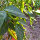 Hot pepper seeds «Red ram's horn»