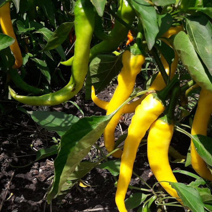 Hot pepper seeds «Yellow ram's horn»