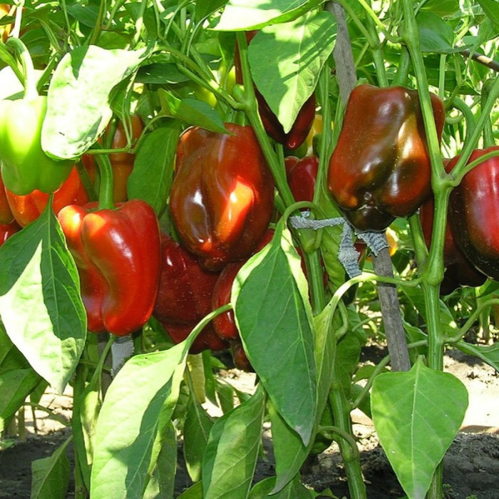 Sweet pepper seeds «Antey»