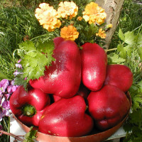 Sweet pepper seeds «Veronica»