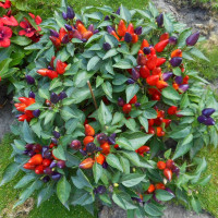 Hot pepper seeds «Salsa Purple»