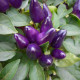 Hot pepper seeds «Salsa Purple»