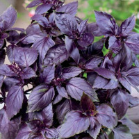 Basil seeds «Purple»