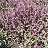 Семена базилика «Перекати-поле»