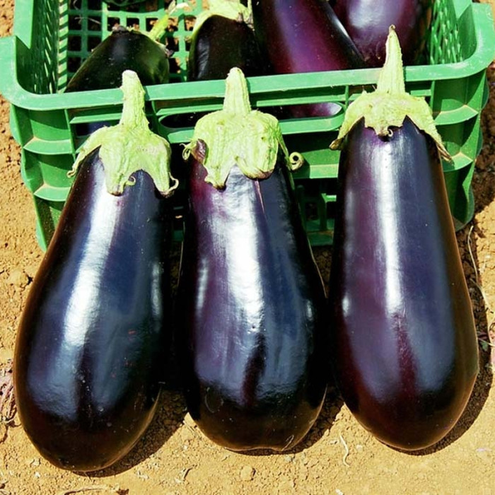 Eggplant seeds «Diamond»