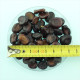 Beans seeds «Extra Grano Violetto»