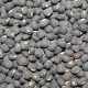 Beans black mung seeds