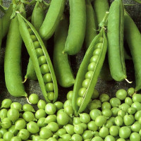 Насіння гороху «Коста»