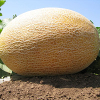 Melon seeds «Amal»