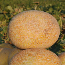 Melon seeds «Caramel»