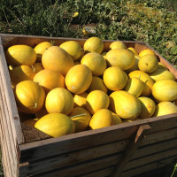 Насіння дині «Ольвія»