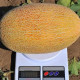 Melon seeds «Mazin» F1
